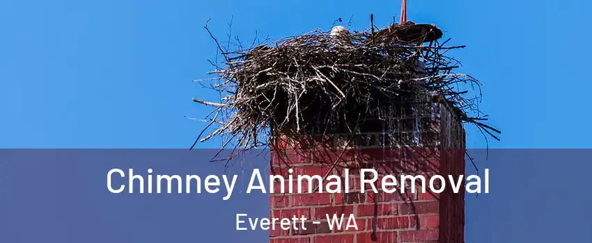 Chimney Animal Removal Everett - WA