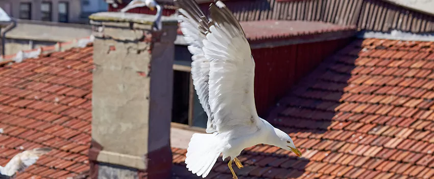 Residential Chimney Animal Removal Solution in Everett, WA